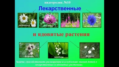 лекарственные растения » Специалист детсада - всё для работников дошкольных  учреждений