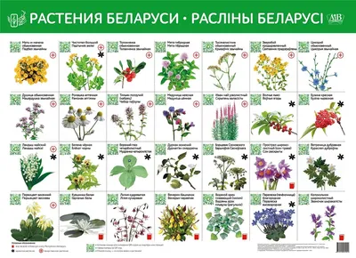 Лекарственные растения. Большая иллюстрированная энциклопедия Татьяна  Ильина - купить книгу Лекарственные растения. Большая иллюстрированная  энциклопедия в Минске — Издательство Эксмо на OZ.by