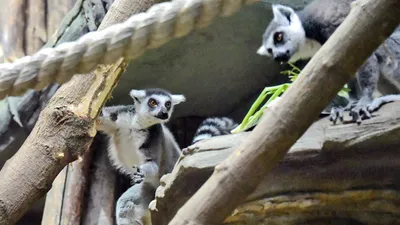 Семья С Хвостом Лемура, Мать И Мальчик (Lemur Catta) Фотография, картинки,  изображения и сток-фотография без роялти. Image 82285574