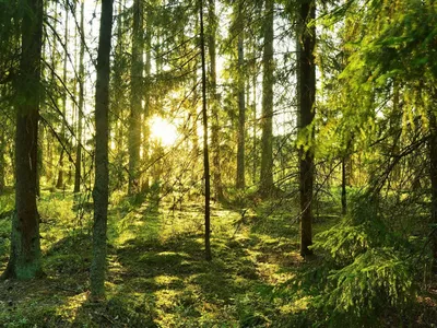 10 самых необычных лесных экосистем России - Статьи и репортажи РГО