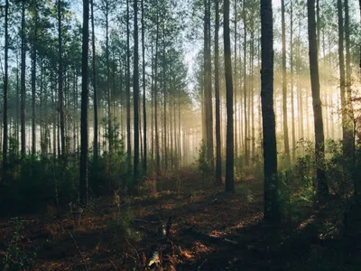 Леса помогают бороться с изменением климата | Новости ООН