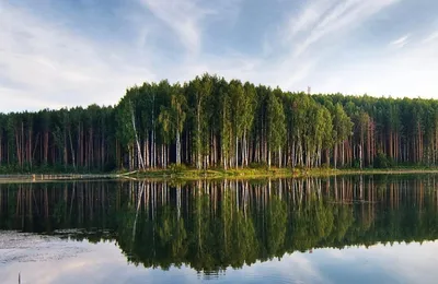 Деревянное достояние: какую роль играет лес в экономике страны |  Компетенция на РБК+