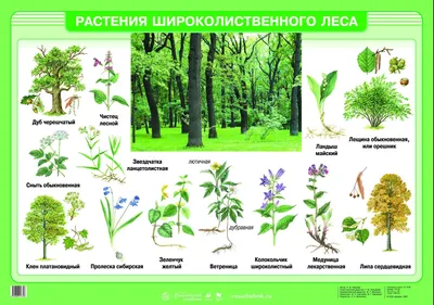 Экосистема «лес»: чем грозит планете полное исчезновение деревьев -  «Экология России»