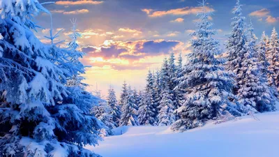Легенды зимнего леса. Photographer marateaman