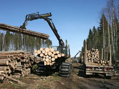 Международные эксперты оценили стоимость российских лесов — РБК