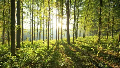 Красота русского леса | Пикабу