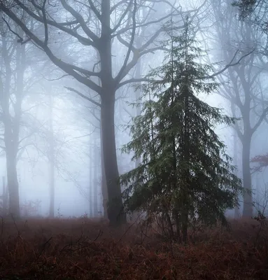 темный путь через темный лес, фотографии темного леса фон картинки и Фото  для бесплатной загрузки