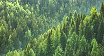 Красивый фон леса с лучами солнца. Ландшафт в лесу Стоковое Фото -  изображение насчитывающей ландшафт, день: 197788888