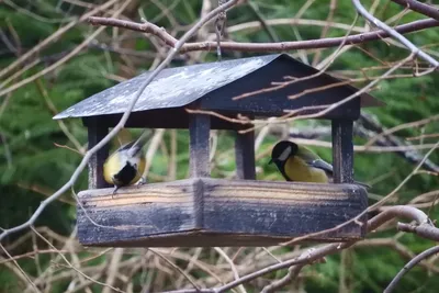 38 лесных птиц и их голоса (Мини-определитель) | Документальные фильмы о  птицах | Дзен