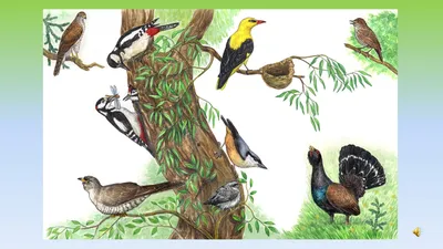 Набор лесных птиц на белом изолированных Handpaintig акварели.. Птицы:  маленькие на белом фоне. Стоковое Изображение - изображение насчитывающей  чувствительно, цветасто: 188169909
