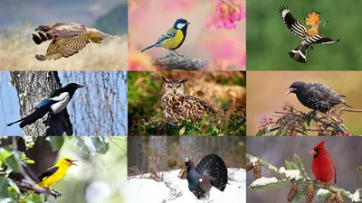 Птицы живущие в хвойных лесах - 68 фото