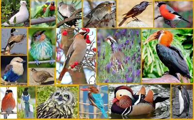 Лесные птицы средней полосы (31 фото) - красивые фото и картинки pofoto.club
