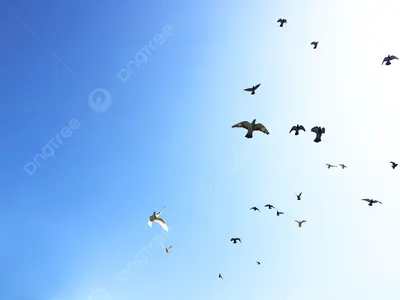 Стая летящих птиц - 73 фото