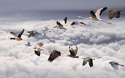 три летящие птицы, Bird Goose Компьютерный файл, летящая птица, веб-дизайн,  животные, декоративные png | PNGWing