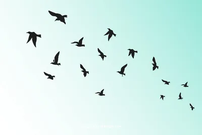 Стаю птиц, летящих в небе над океаном на зимний день Стоковое Фото -  изображение насчитывающей крыло, небо: 208543918