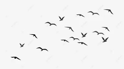 Летящие птицы под голубым небом Фон И картинка для бесплатной загрузки -  Pngtree