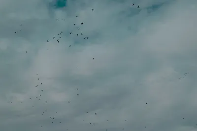 Летящие птицы | Пикабу