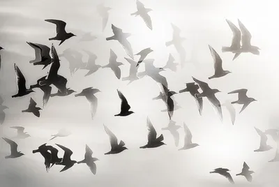 Фото летящих птиц: как сделать красивый снимок | ФотоМАСТЕР | Дзен