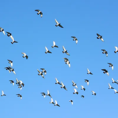 Стая птиц, летящих над полем на восходе солнца :: Стоковая фотография ::  Pixel-Shot Studio