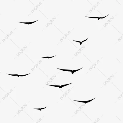 Летающих Птиц Стая Голубей Голуби - Бесплатное фото на Pixabay - Pixabay