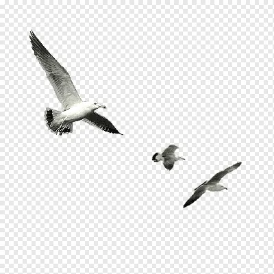 Стадо перелетных птиц, летящих в небе Стоковое Фото - изображение  насчитывающей летание, глушь: 183280222
