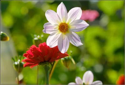 Summer flowers. Летние цветы. PNG. в 2023 г | Летние цветы, Милые рисунки,  Цветы