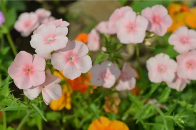 Сезонные летние цветы | АртФлора | Онлайн маркет букетов | Дзен