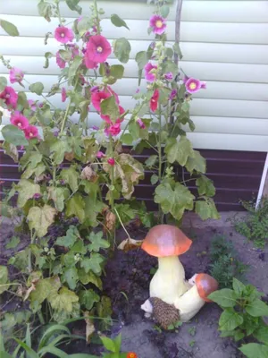 красивые маленькие летние цветы на размытом естественном фоне Стоковое Фото  - изображение насчитывающей фокус, среда: 219040196