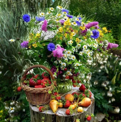 Цветы летние садовые (58 фото) - 58 фото