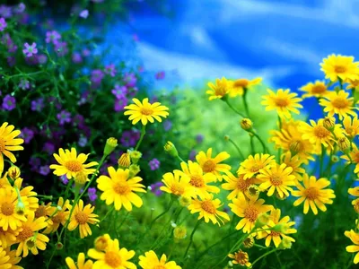 Летние полевые цветы (59 фото) - 59 фото
