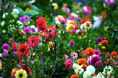 Природа картинки красивые лето цветы - 69 фото