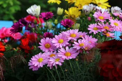 Фото клипарт – Луга, цветы, лето (76 фото) » Картины, художники, фотографы  на Nevsepic