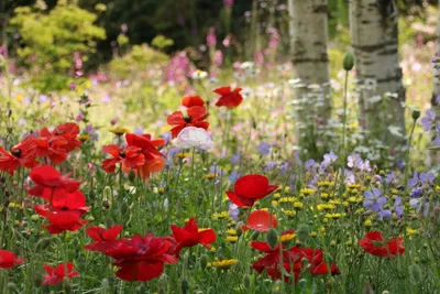 Бесплатное изображение: красный, лили, травяной, цветы, природа, лето,  цвести, флора, цветок, завод