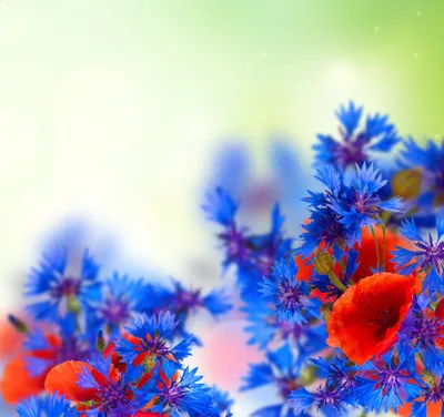 Цветы \"Бабьего лета\" Фото №5 :: Владимир Бровко – Социальная сеть ФотоКто