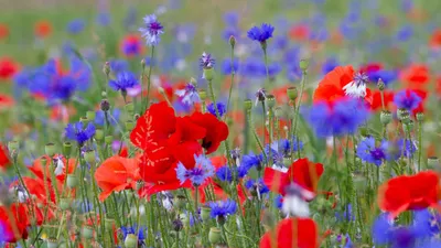 красивые летние цветы стоковое изображение. изображение насчитывающей цветок  - 217218973