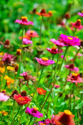 Картинки лето цветы - 64 фото