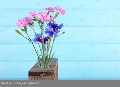 Лето свет, цветы фото, обои на рабочий стол