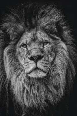 Черно-белый рисунок льва | Премиум Фото