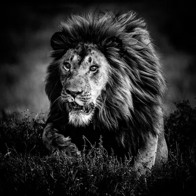 Черно-белая фотография сильного мужского льва, движущегося из темноты, чёрно -белой фотографии, льва изолированного Стоковое Изображение - изображение  насчитывающей южно, символ: 163808609