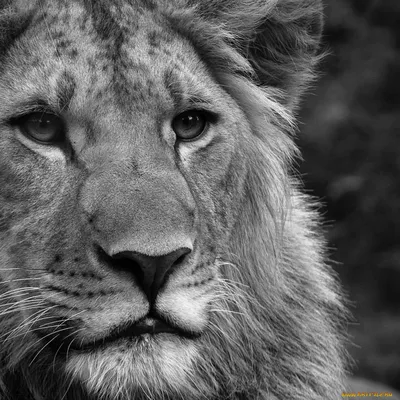 черно белый портрет льва с длинными волосами, картины льва на стену, лев,  животное фон картинки и Фото для бесплатной загрузки