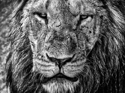 Картинка льва черно белая - 64 фото