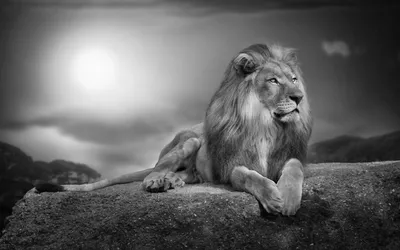 Лев чёрно белый (48 фото) | Лев, Фотографии животных, Львы