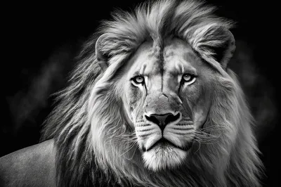 Черно-белое лицо льва | Премиум Фото