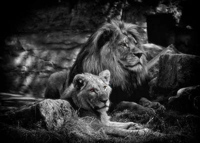 Открытки лев и львица черно белые любовь (67 фото) » Красивые картинки и  открытки с поздравлениями, пожеланиями и статусами - Lubok.club