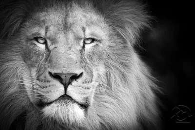 Картины Львы и тигры \"Чёрно-белый лев\" - арт 018060005 | Купить в  интернет-магазине Фото в дом - Фото в дом