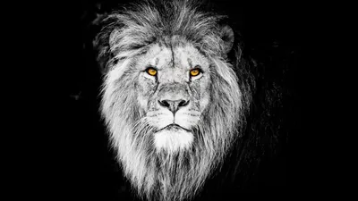 Африканский Самец Льва Животное Дикой Природы Чернобелый Но С Цветными  Глазами — стоковые фотографии и другие картинки Лев - iStock