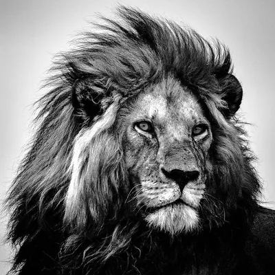 Фото Черно-белый рисунок льва