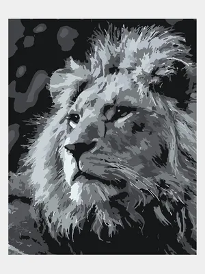 Белый лев Черное и белое, милые картинки львов, белый, млекопитающее png |  PNGEgg