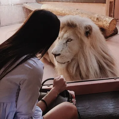 Львица в американском зоопарке обзавелась гривой и стала похожа на льва |  TravelAsk | Дзен