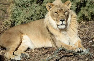 Лев и львица отдыхают на стволе дерева. | Премиум Фото